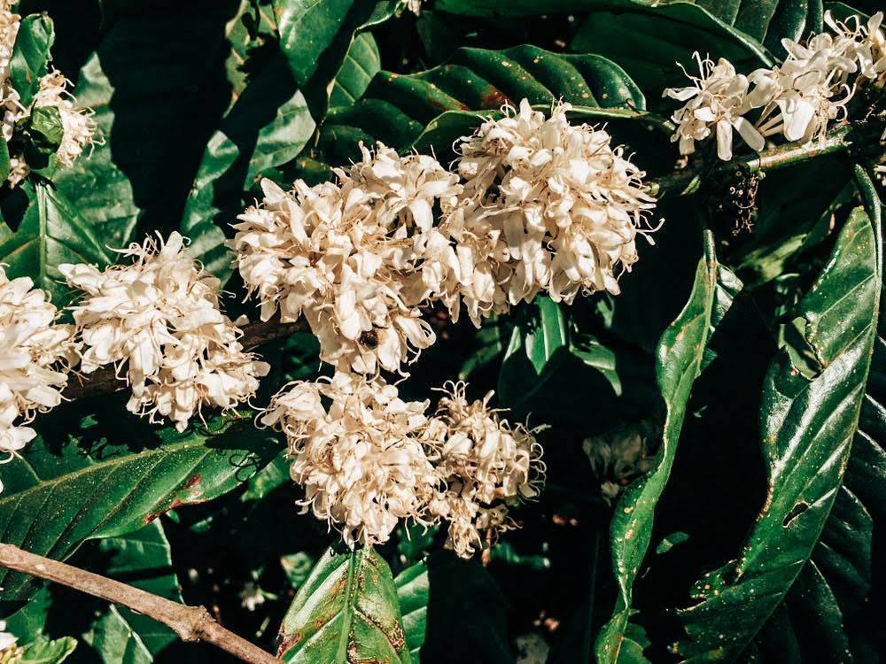 Vietnam - Robusta
