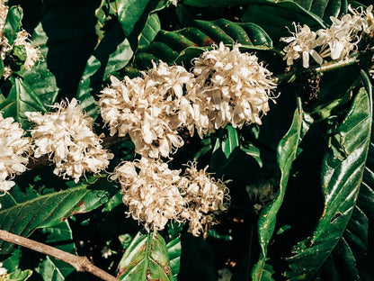 Vietnam - Robusta