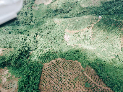 Vietnam - Robusta